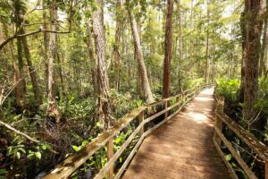 Wooden boardwalk winding through cypress trees at Corkscrew Swamp Sanctuary