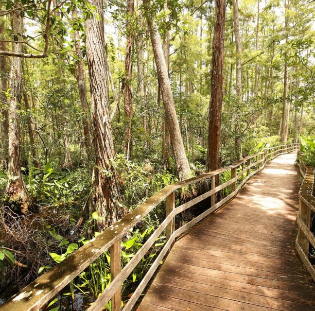 Wooden boardwalk winding through cypress trees at Corkscrew Swamp Sanctuary