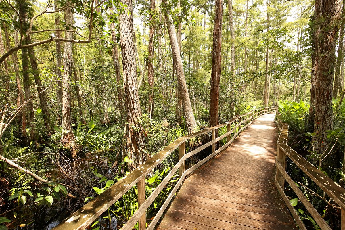 Wooden boardwalk winding through cypress trees at Corkscrew Swamp Sanctuary