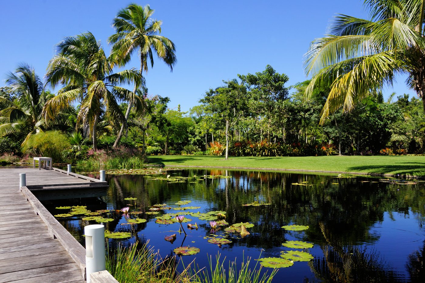 Pond, palms and water lilies at Naples Botanical Garden