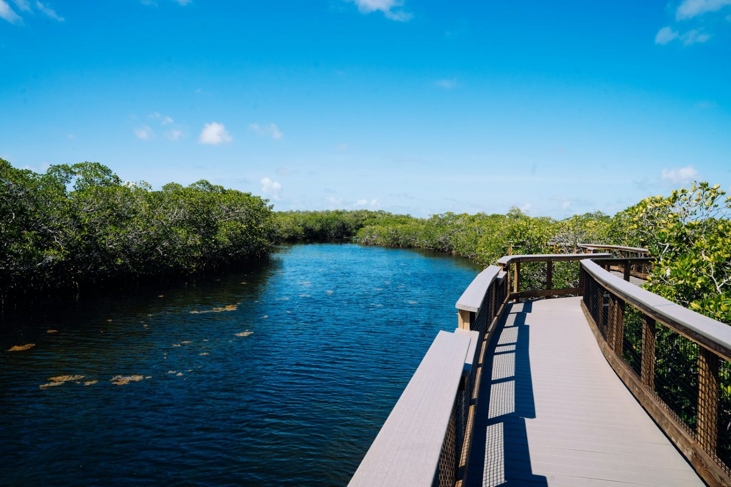 Boardwalk trail at Six Mile Cypress Slough Preserve