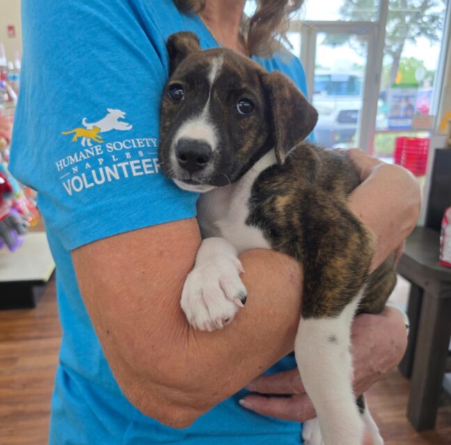 An adoptable puppy rests in the arms of a Patty Baker Humane Society Naples volunteer