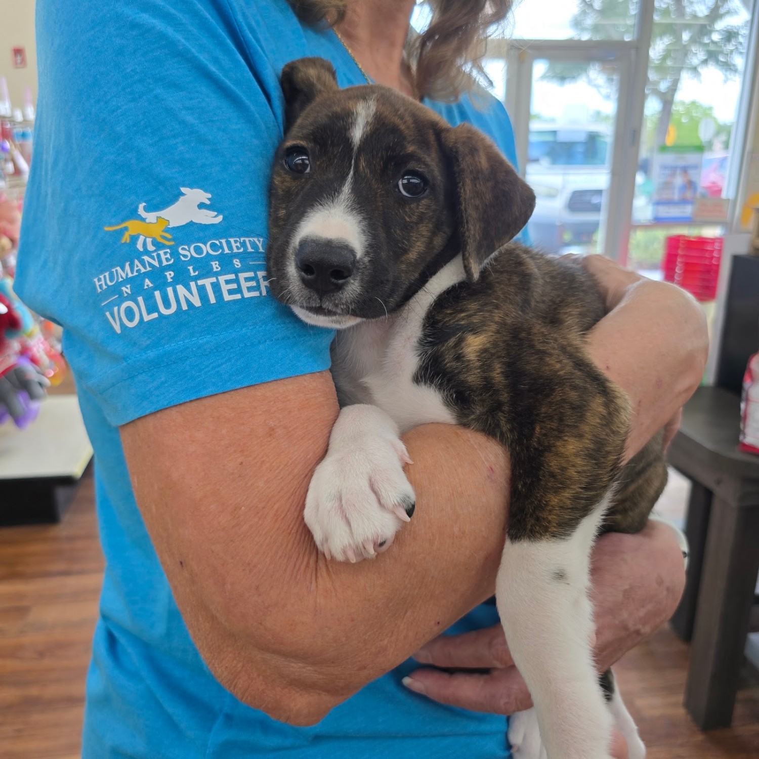 An adoptable puppy rests in the arms of a Patty Baker Humane Society Naples volunteer