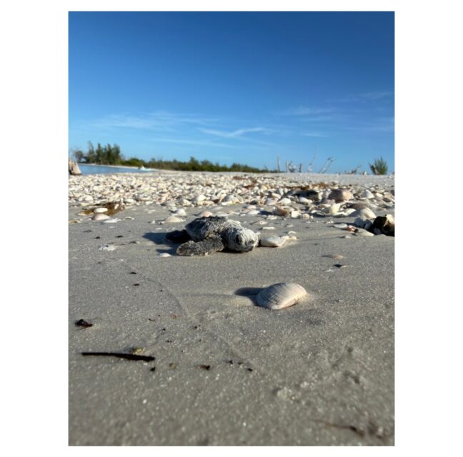 Close-up of a loggerhead sea turtle hatchling on a Rookery Bay beach