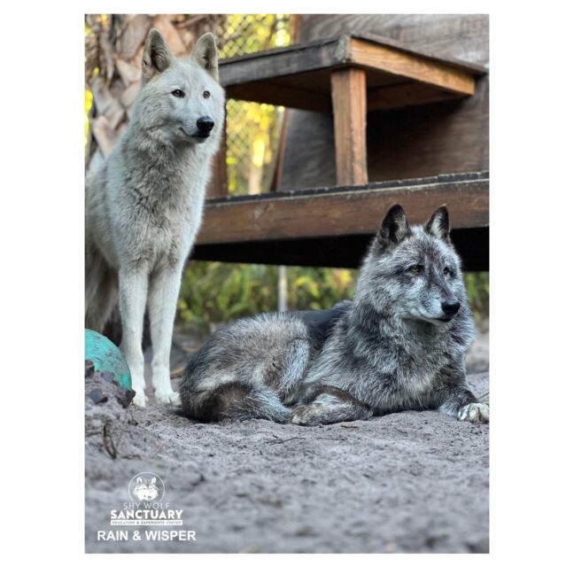 Wolfdogs Rain and Whisper at Shy Wolf Sanctuary
