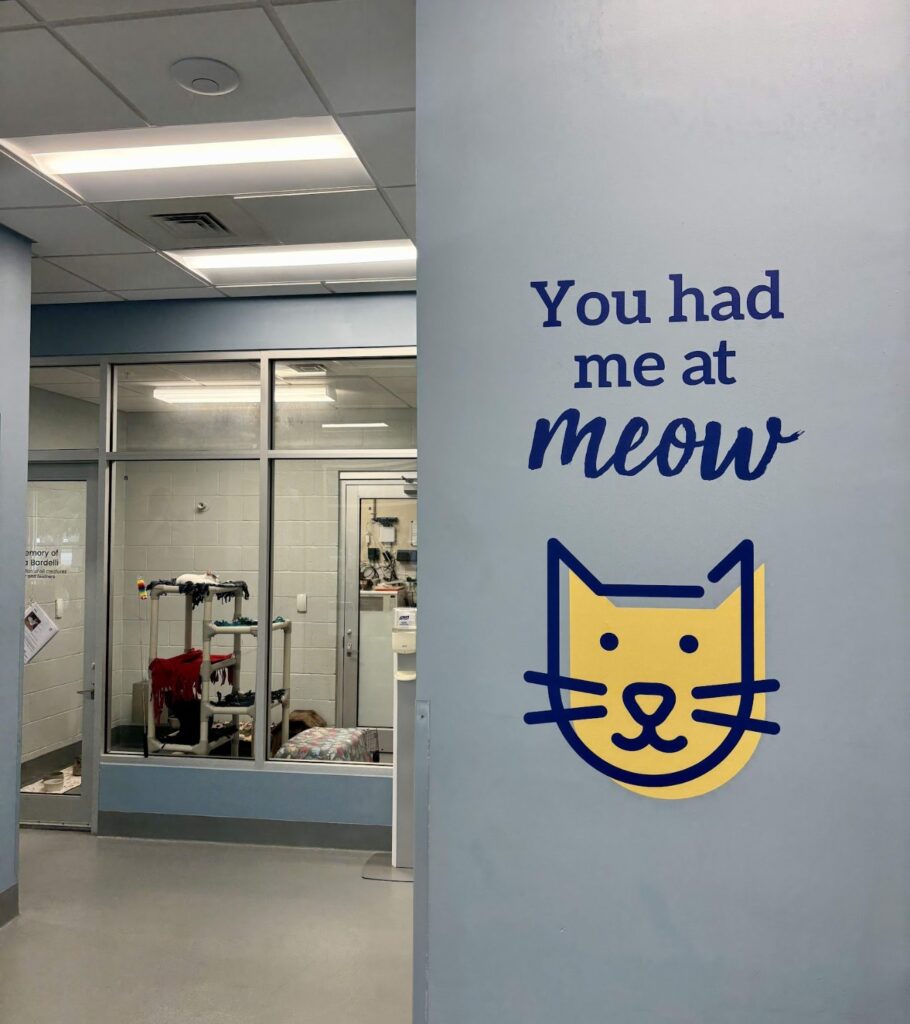 Cat room at von Arx Adoption Center