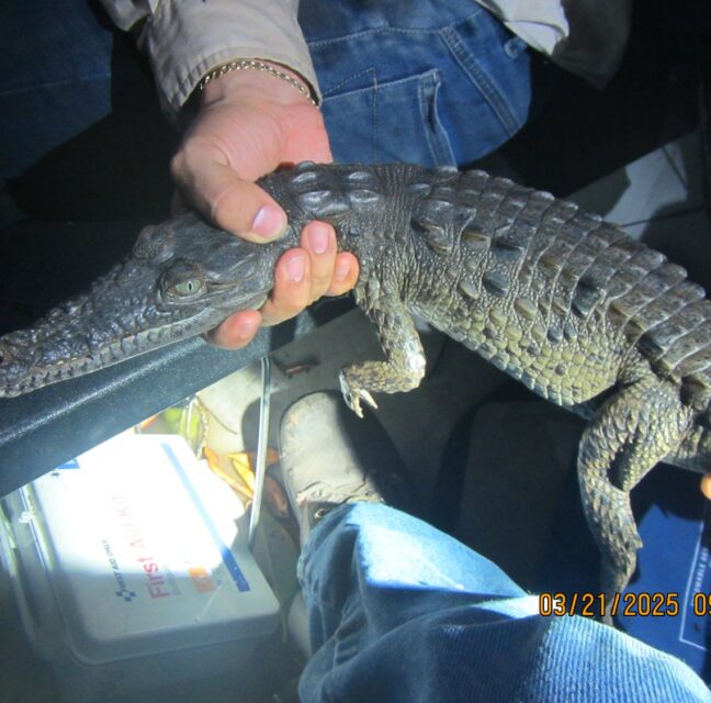 Researcher measuring a juvenile American crocodile on a field scale