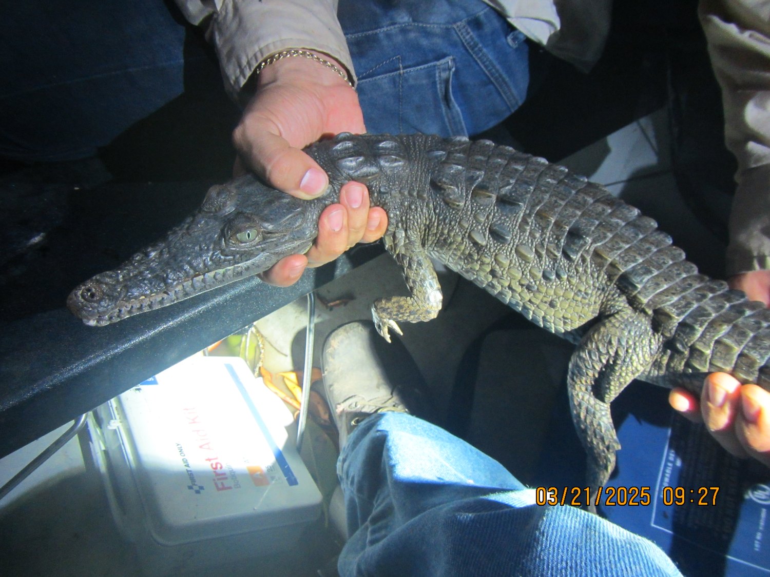 Researcher measuring a juvenile American crocodile on a field scale