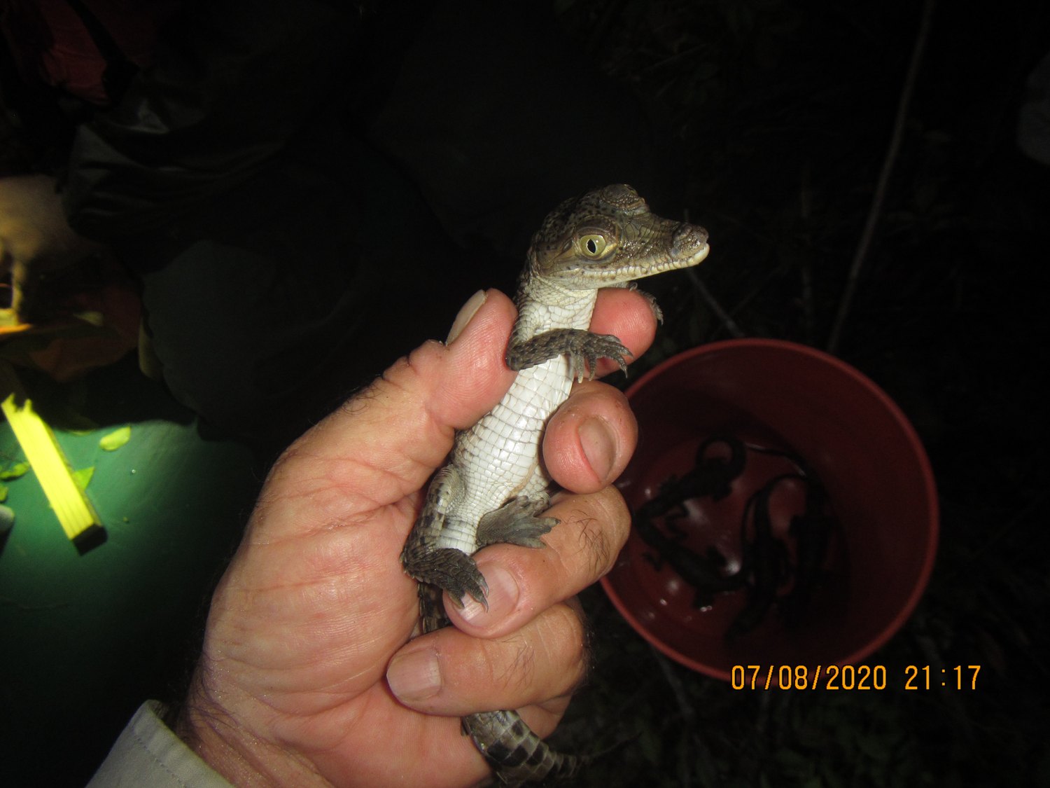 Small crocodile hatchling held in a researcher’s hand at night