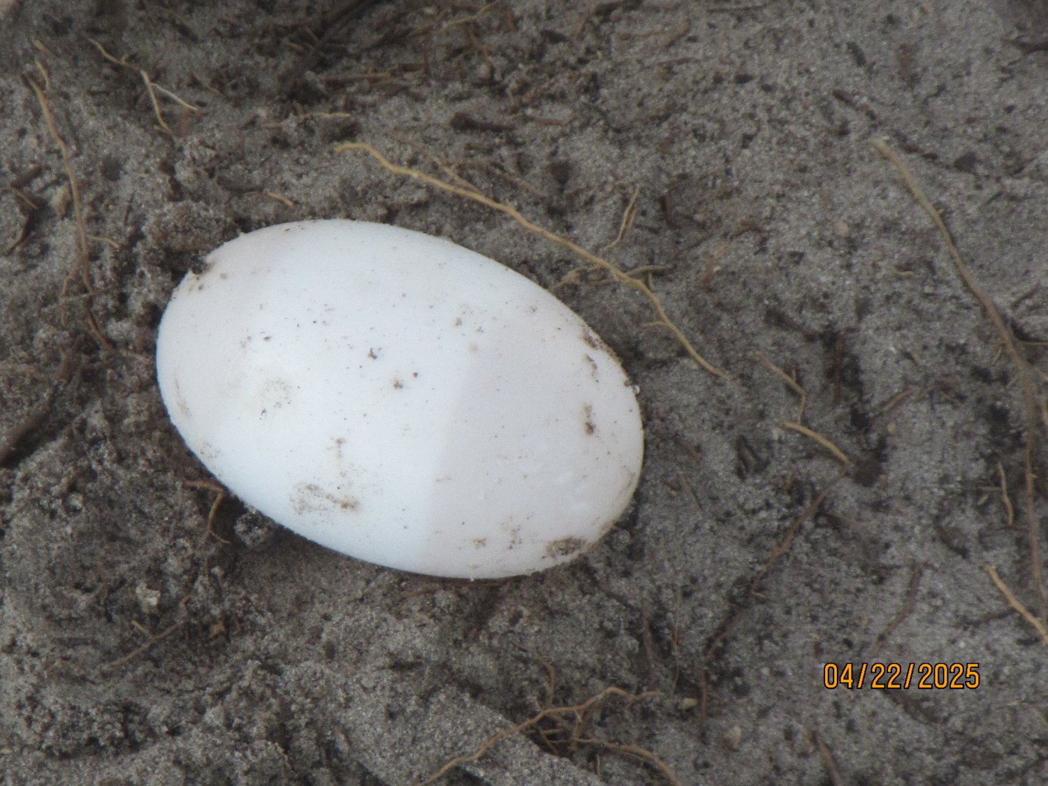 A single white American crocodile egg resting in sand