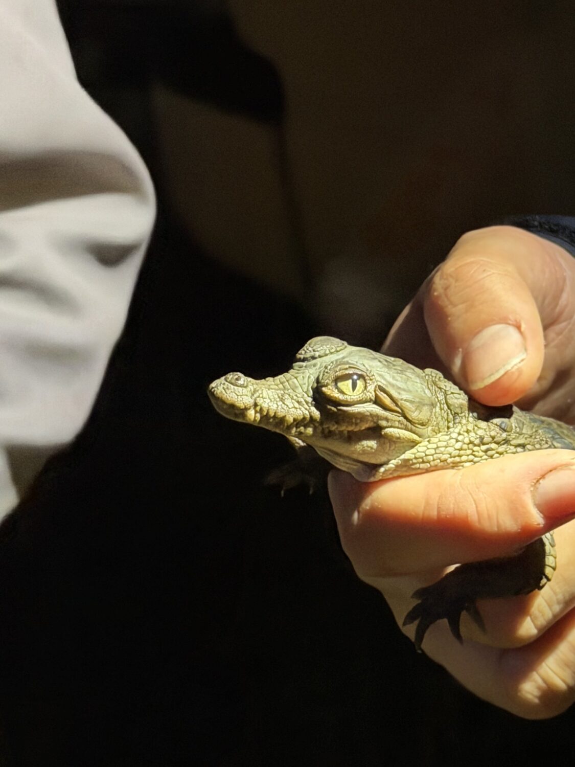 Newly hatched American crocodile held gently in a researcher’s hand