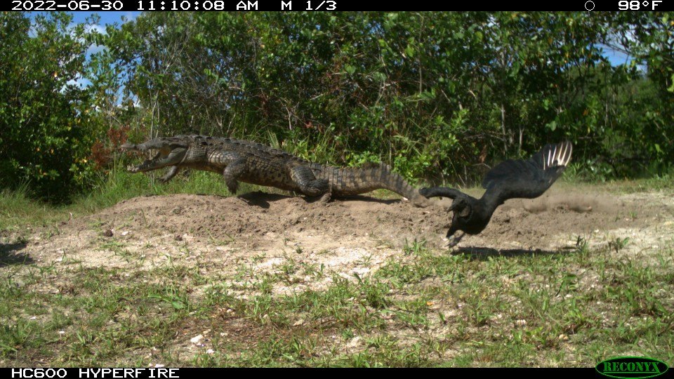 Trail camera image of a mother crocodile lunging at a heron near her nest