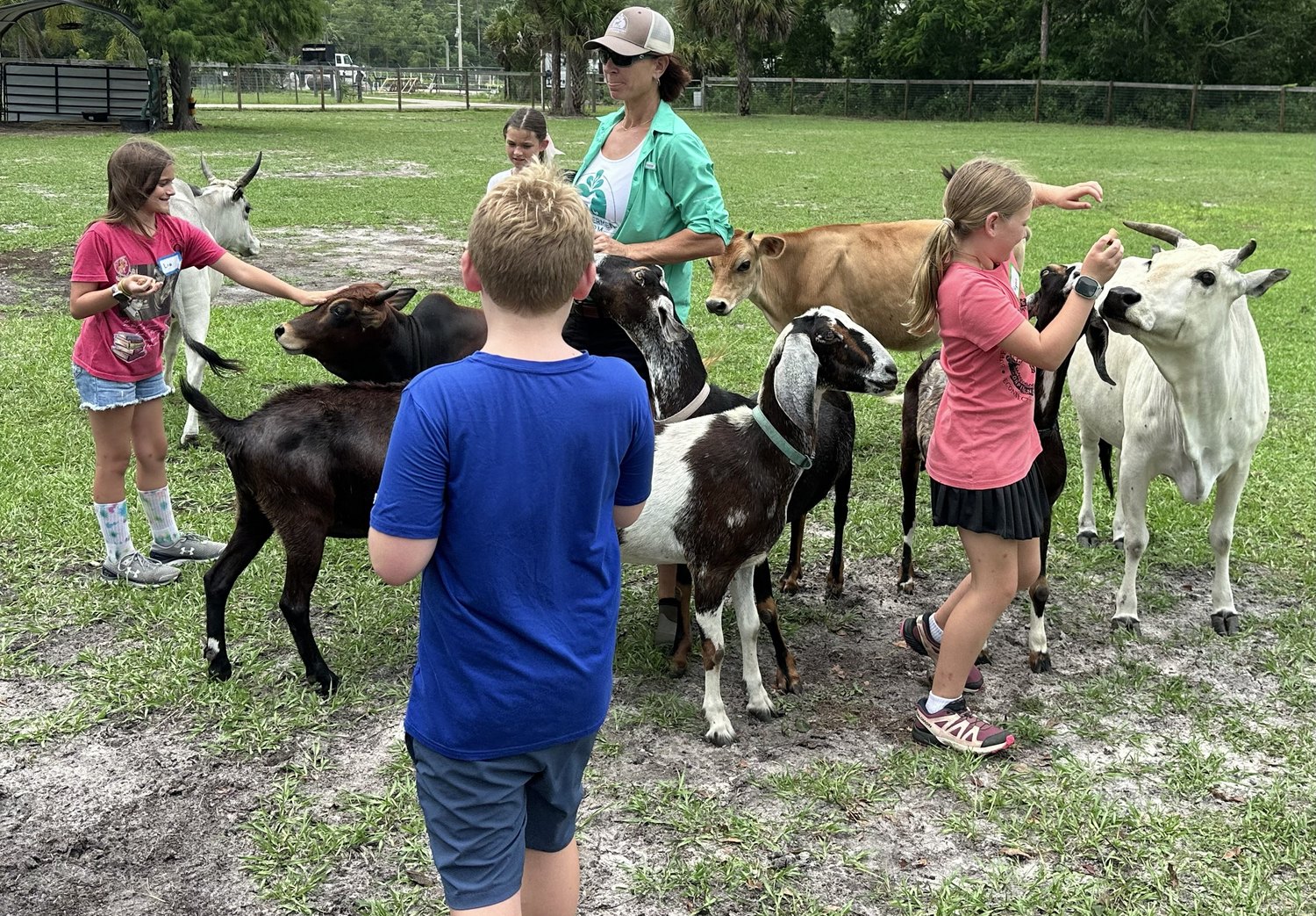 Children feeding goats and Zebu cattle in the farm paddock
