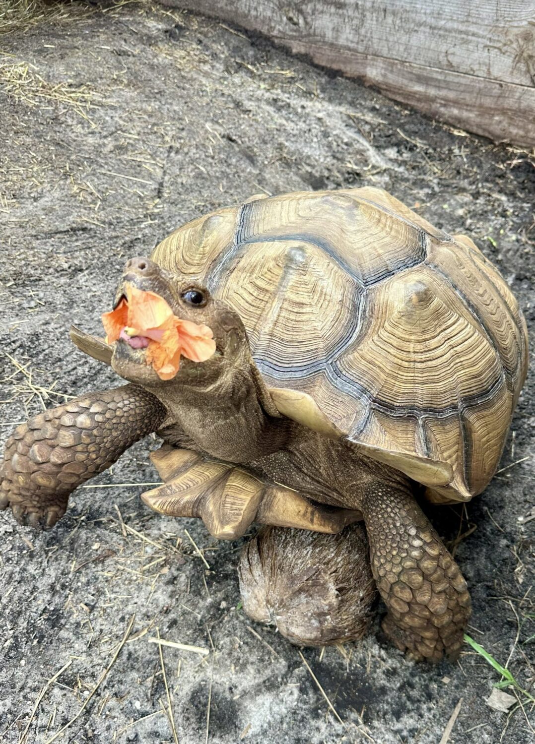 Yoda the Sulcata tortoise eating an orange hibiscus flower