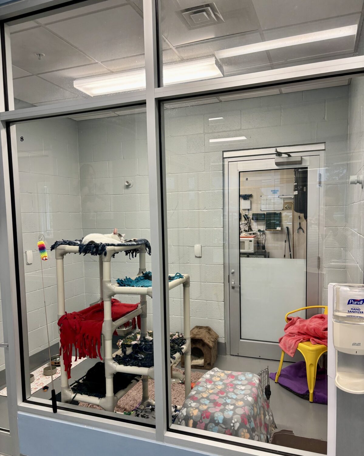 Glass-fronted cat room with climbing shelves and bedding at the adoption center