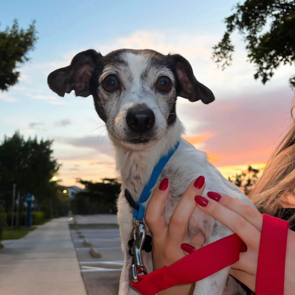 Ernest, a senior Chihuahua, held outdoors at sunset