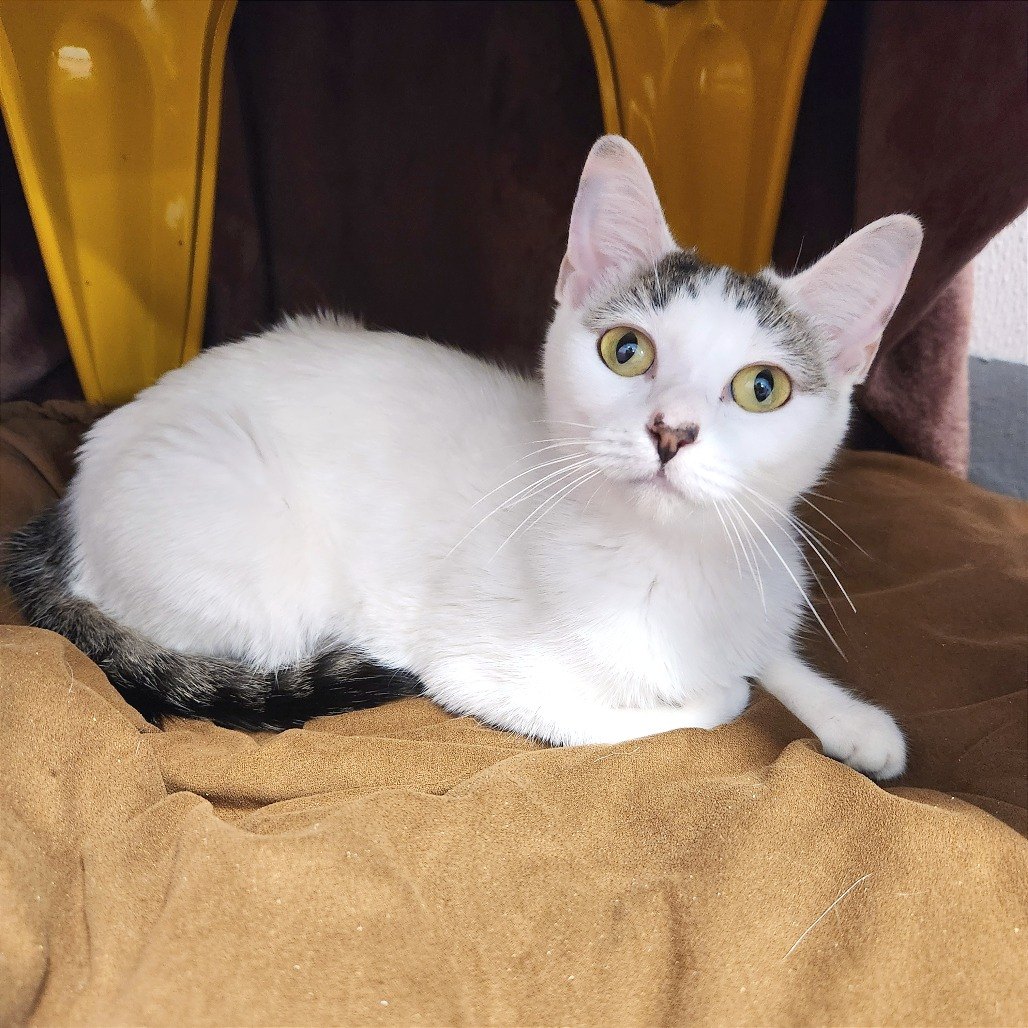 Fern, a white cat with green eyes, resting on a blanket