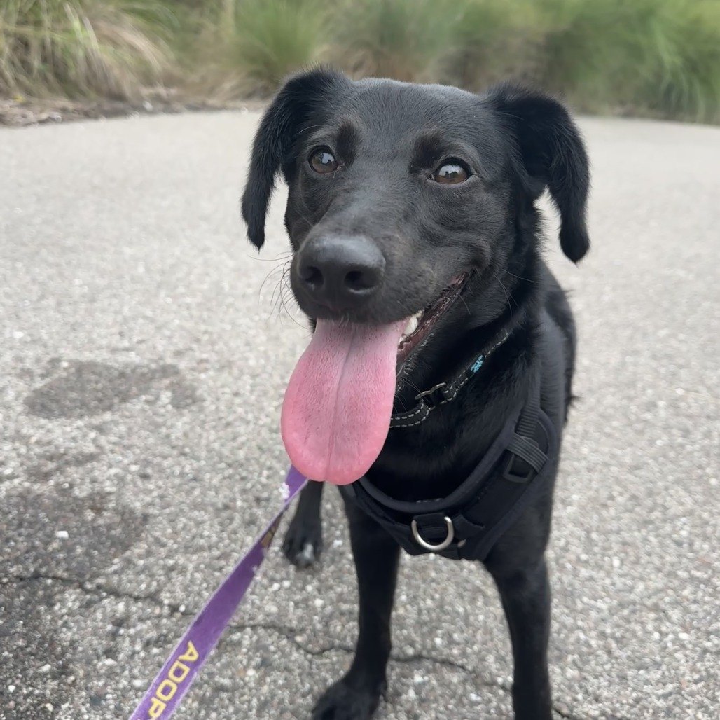 Zelda, a black dog on a leash with her tongue out