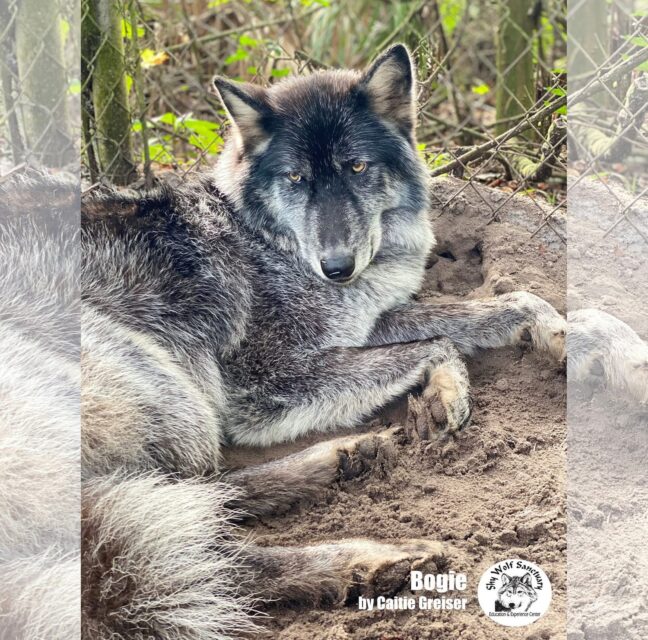 Bogie, a 15-year-old wolfdog, resting in his enclosure at Shy Wolf Sanctuary