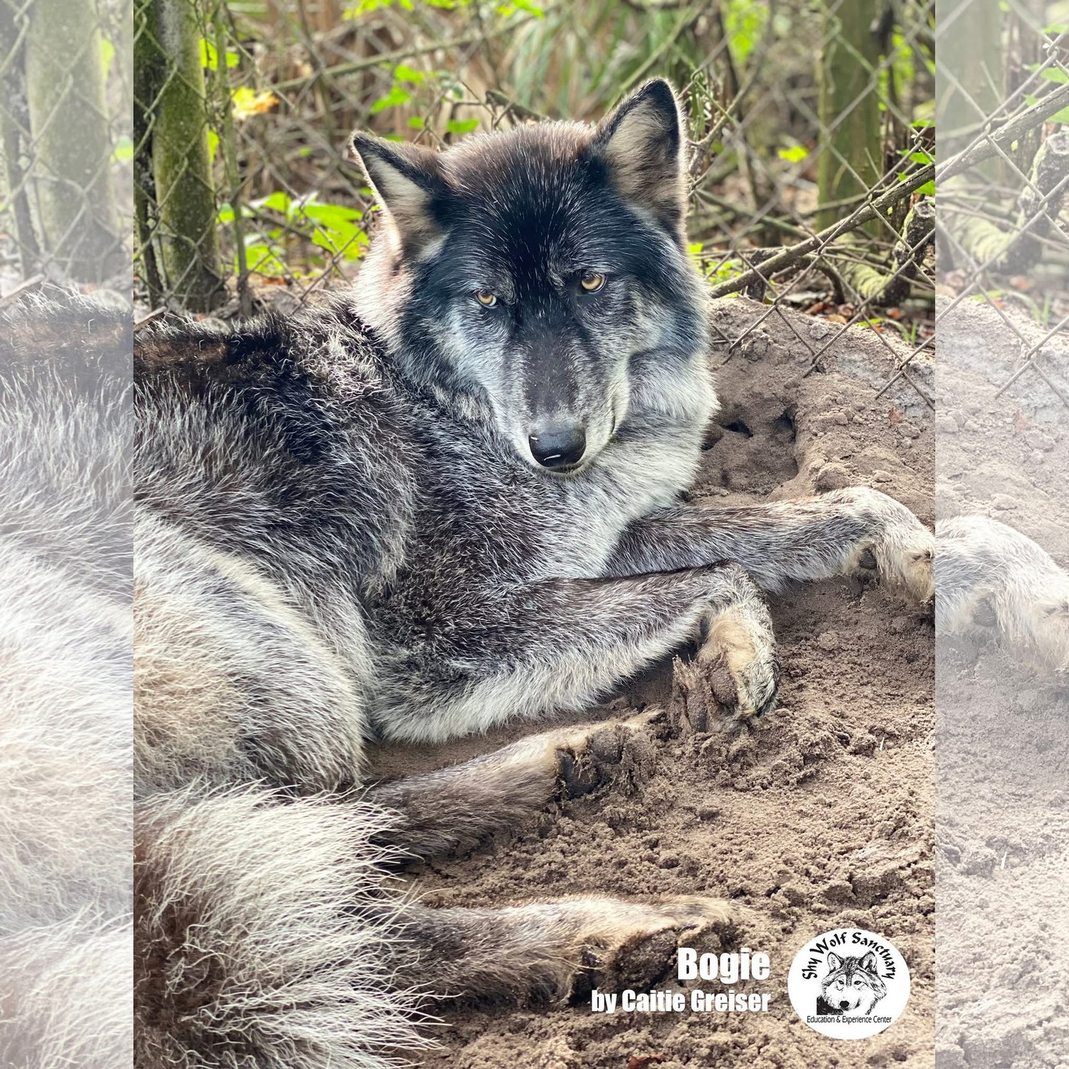 Bogie, a 15-year-old wolfdog, resting in his enclosure at Shy Wolf Sanctuary