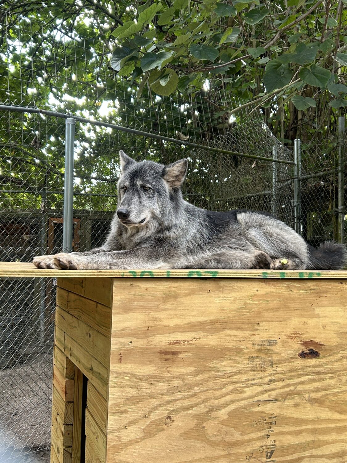 Wolfdog standing beside the shelter in a wooded sanctuary enclosure