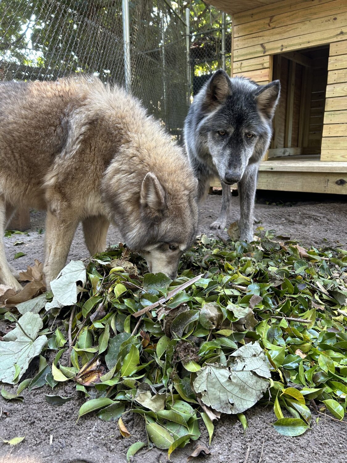 Two sanctuary residents resting near greenery in their habitat
